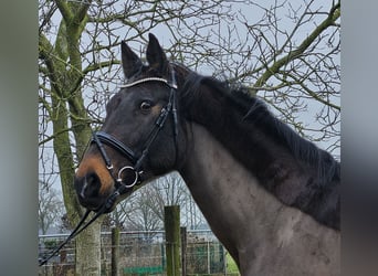 Holstein, Giumenta, 14 Anni, 165 cm, Baio nero