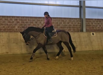 Holstein, Giumenta, 14 Anni, 165 cm, Baio nero