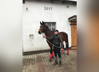 Holstein, Giumenta, 14 Anni, 168 cm, Baio scuro