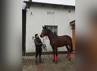 Holstein, Giumenta, 14 Anni, 168 cm, Baio scuro