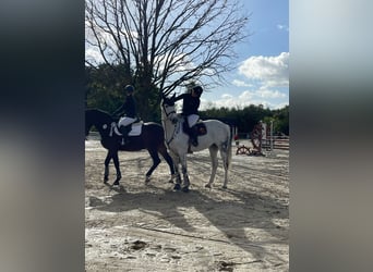 Holstein, Giumenta, 14 Anni, 170 cm, Grigio