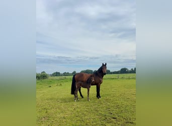 Holstein, Giumenta, 14 Anni, 171 cm, Baio