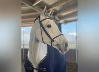 Holstein, Giumenta, 14 Anni, 172 cm, Grigio