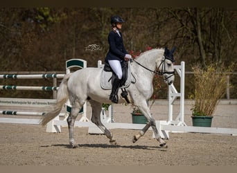 Holstein, Giumenta, 14 Anni, 173 cm, Grigio