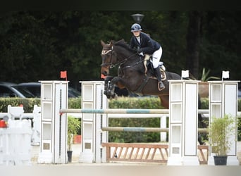 Holstein, Giumenta, 14 Anni, 174 cm, Baio