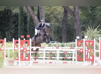 Holstein, Giumenta, 14 Anni, 174 cm, Baio