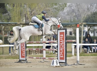 Holstein, Giumenta, 14 Anni, Grigio