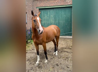 Holstein, Giumenta, 15 Anni, 158 cm, Baio