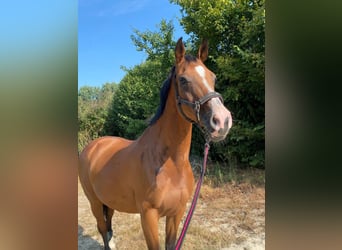 Holstein, Giumenta, 15 Anni, 158 cm, Baio