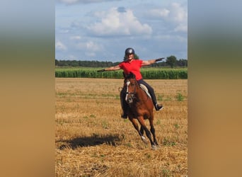 Holstein, Giumenta, 15 Anni, 163 cm, Baio