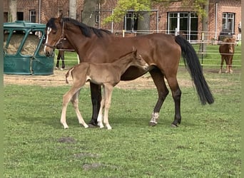 Holstein, Giumenta, 15 Anni, 163 cm, Baio