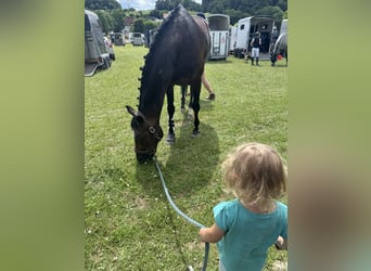 Holstein, Giumenta, 15 Anni, 163 cm, Baio scuro