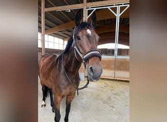 Holstein, Giumenta, 15 Anni, 163 cm, Baio scuro