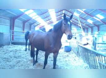 Holstein, Giumenta, 15 Anni, 168 cm, Baio