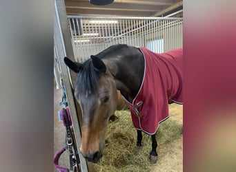 Holstein, Giumenta, 15 Anni, 168 cm, Morello