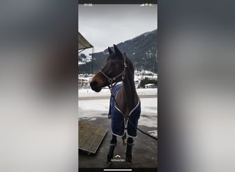 Holstein, Giumenta, 15 Anni, 168 cm, Morello