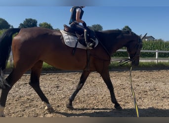 Holstein, Giumenta, 15 Anni, 170 cm, Baio