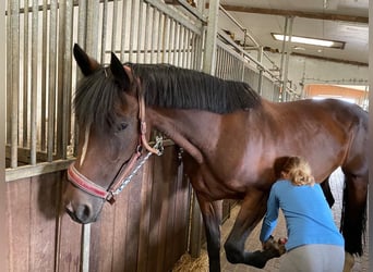 Holstein, Giumenta, 15 Anni, 170 cm, Baio