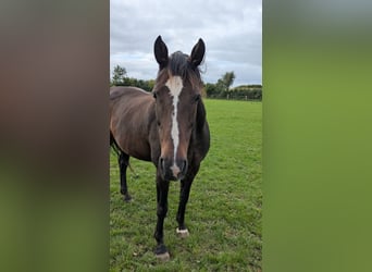 Holstein, Giumenta, 15 Anni, 170 cm, Baio scuro