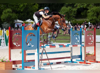 Holstein, Giumenta, 15 Anni, 171 cm, Baio scuro