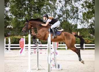 Holstein, Giumenta, 15 Anni, 171 cm, Baio scuro