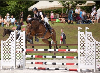 Holstein, Giumenta, 15 Anni, 171 cm, Baio scuro