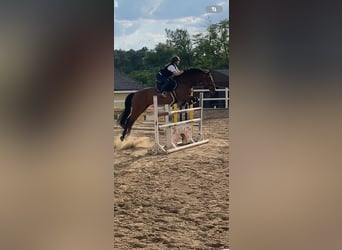 Holstein, Giumenta, 16 Anni, 163 cm, Baio