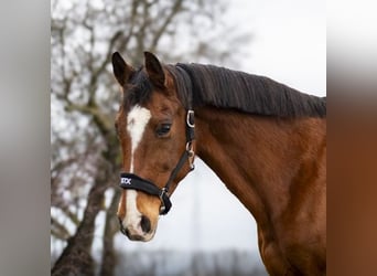 Holstein, Giumenta, 16 Anni, 164 cm, Baio