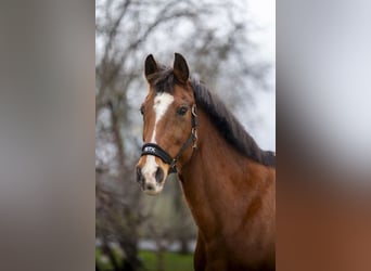 Holstein, Giumenta, 16 Anni, 164 cm, Baio