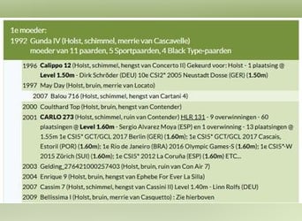 Holstein, Giumenta, 16 Anni, 164 cm, Baio