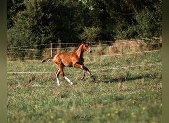 Holstein, Giumenta, 16 Anni, 165 cm, Baio scuro