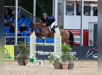 Holstein, Giumenta, 16 Anni, 165 cm, Baio scuro