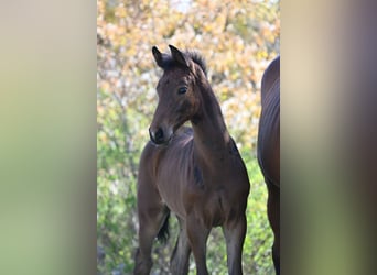 Holstein, Giumenta, 16 Anni, 169 cm, Baio