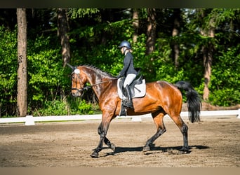 Holstein, Giumenta, 16 Anni, 169 cm, Baio