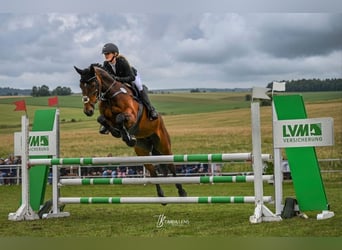 Holstein, Giumenta, 16 Anni, 169 cm, Baio