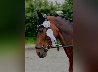 Holstein, Giumenta, 16 Anni, 169 cm, Baio