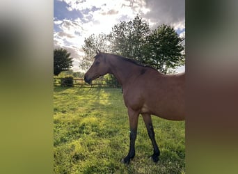 Holstein, Giumenta, 16 Anni, 170 cm, Baio
