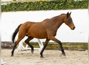 Holstein, Giumenta, 17 Anni, 160 cm, Baio