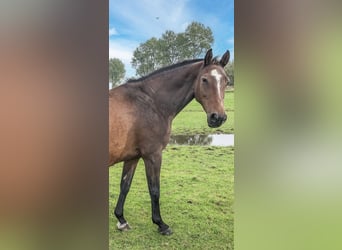 Holstein, Giumenta, 17 Anni, 165 cm, Baio