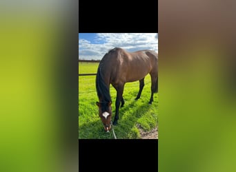 Holstein, Giumenta, 17 Anni, 166 cm, Baio