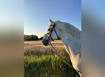 Holstein, Giumenta, 17 Anni, 166 cm, Grigio
