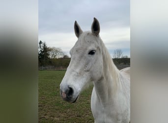 Holstein, Giumenta, 17 Anni, 167 cm, Grigio