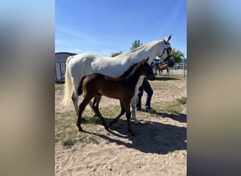 Holstein, Giumenta, 17 Anni, 167 cm, Grigio