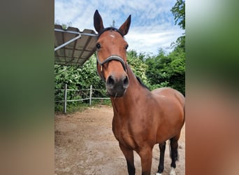 Holstein, Giumenta, 17 Anni, 168 cm, Baio