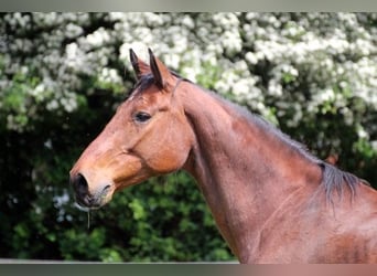 Holstein, Giumenta, 17 Anni, 168 cm, Baio