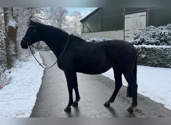 Holstein, Giumenta, 17 Anni, 168 cm, Baio scuro