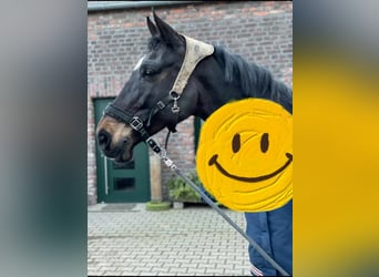 Holstein, Giumenta, 17 Anni, 170 cm, Baio scuro