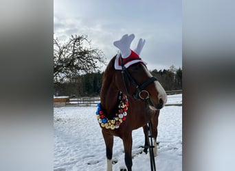 Holstein, Giumenta, 17 Anni, 172 cm, Baio