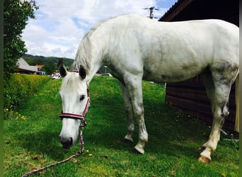 Holstein, Giumenta, 17 Anni, 173 cm, Grigio