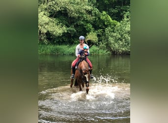Holstein, Giumenta, 18 Anni, 162 cm, Sauro